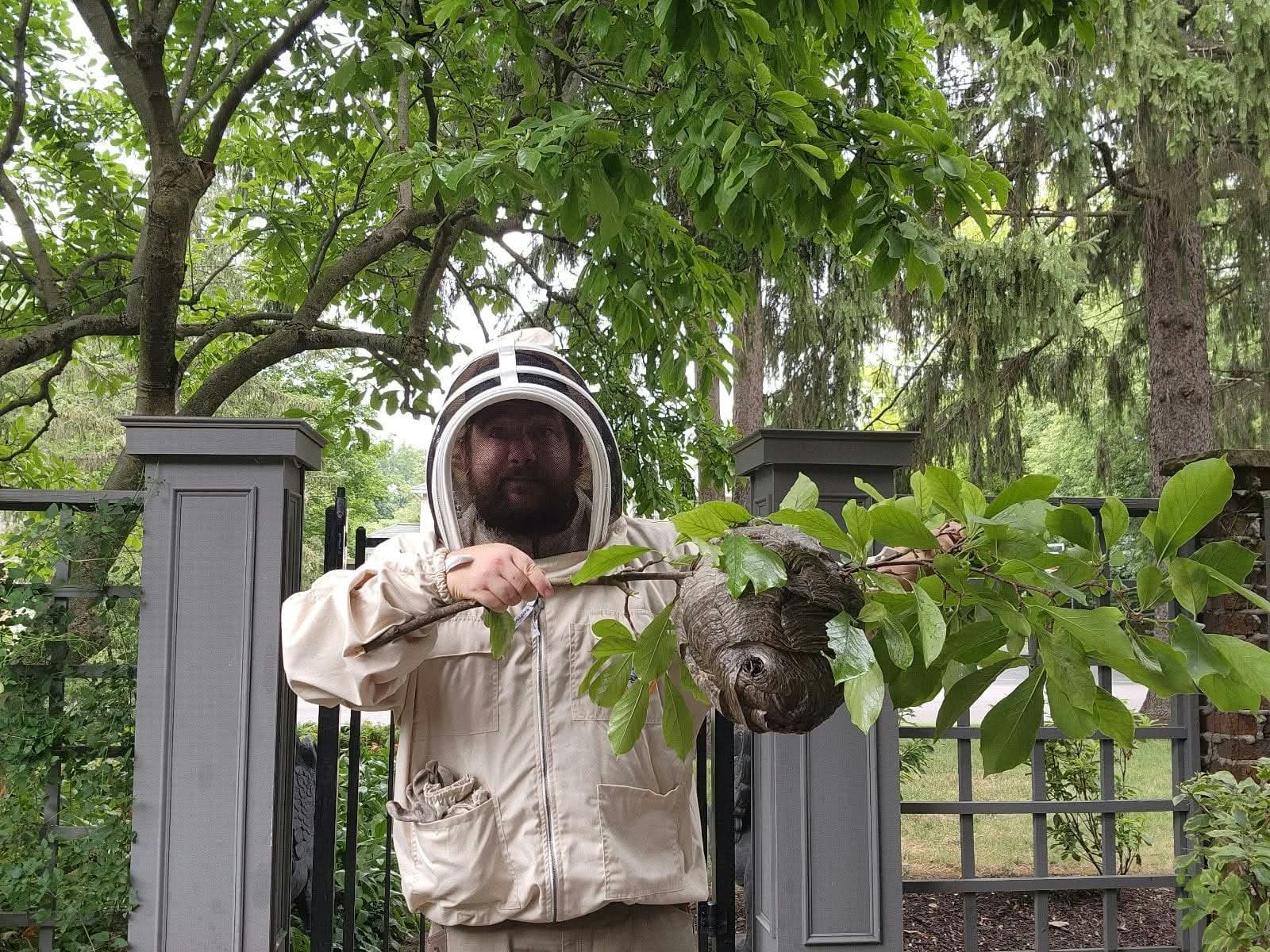 Matthew Nolan in a full bee suit holding a branch with a large grey bald-faced hornet nest attached, after removing it from a property.